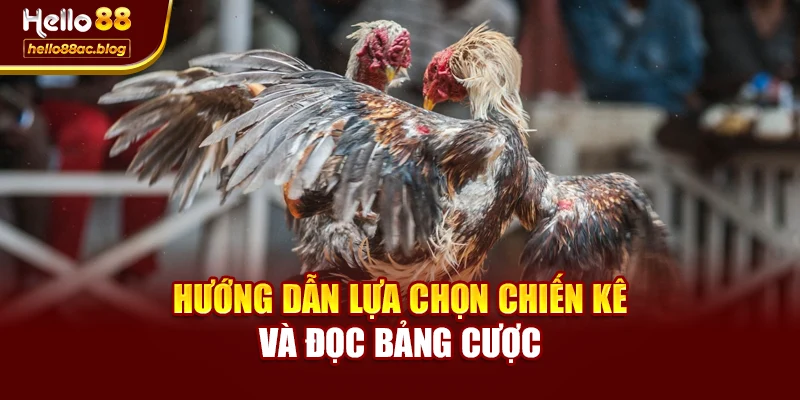 Hướng dẫn lựa chọn chiến kê và đọc bảng cược