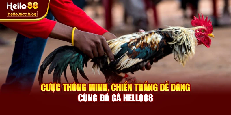 Cược thông minh, chiến thắng dễ dàng cùng Đá gà Hello88