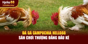 Đá Gà Campuchia Hello88 – Sân Chơi Thượng Đẳng Đấu Kê