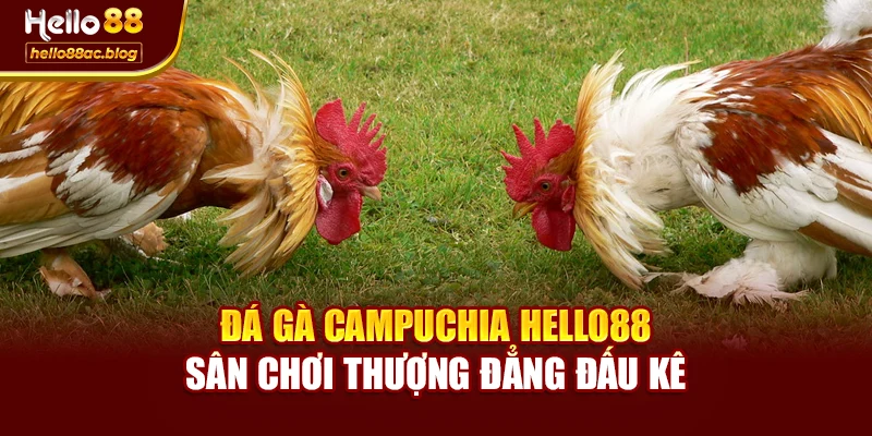 Đá Gà Campuchia Hello88 – Sân Chơi Thượng Đẳng Đấu Kê
